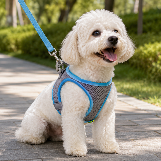 Baxter's Canine Pet Store Adjustable Reflective Pet Harness Set With Leash